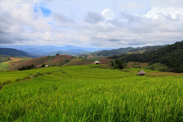 Campo de arroz com terraço verde em Chiangmai, Thailan — Fotografia de Stock