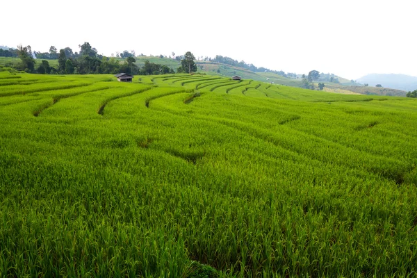 Green Terraced Rice Field em Chiangmai, Tailândia — Fotografia de Stock