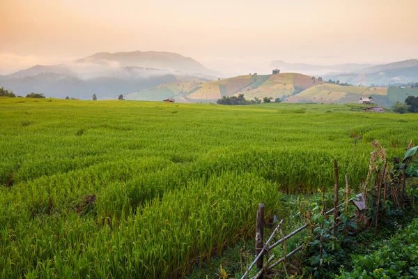 Groene rijstvelden in Chiangmai, Thailand — Stockfoto