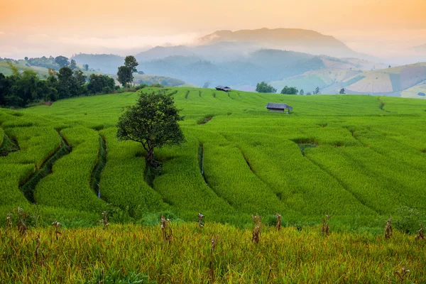 Green tarasowe pola ryżu w rano w Chiangmai, Tajlandia — Zdjęcie stockowe