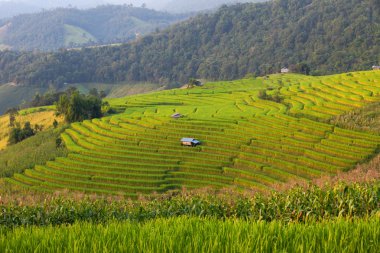 Chiangmai, Tayland 'daki Yeşil Teraslı Pirinç Tarlası