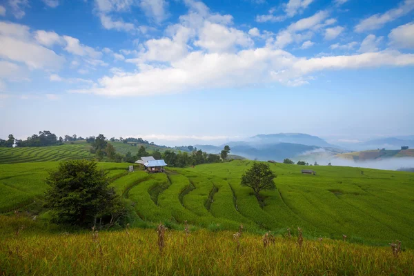 Terrain de riz vert en terrasses à Chiangmai, Thaïlande — Photo