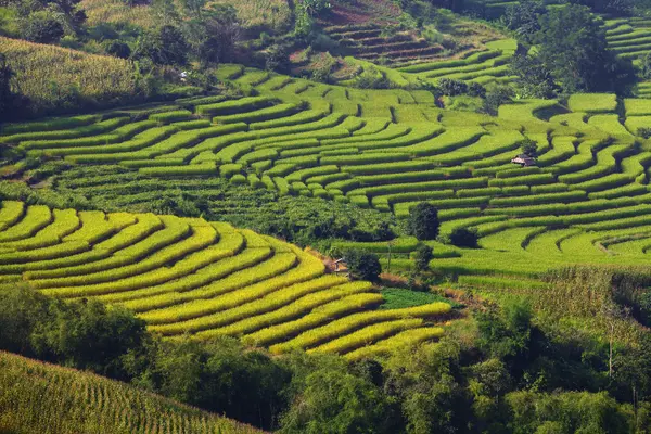 Green Terraced Rice Field in Chiangmai, Thailand — Stock Photo, Image