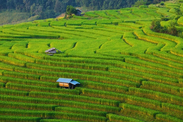 Green Terraced Rice Field em Chiangmai, Tailândia — Fotografia de Stock