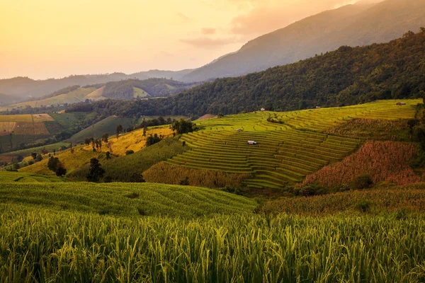 Cabaña en el campo de arroz en terrazas verdes durante el atardecer en Chiangmai, Tha — Foto de Stock