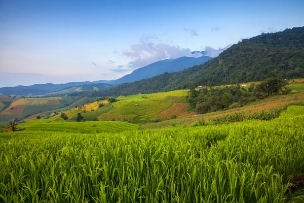 Groene terrasvormige rijst veld in chiangmai, thailan — Stockfoto