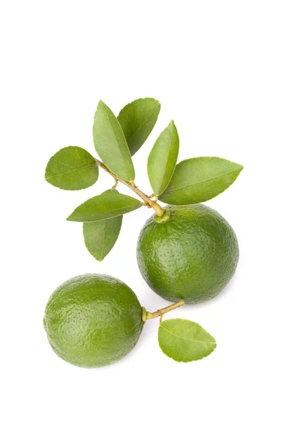 Citrus lime fruit isolated on white background — Stock Photo, Image