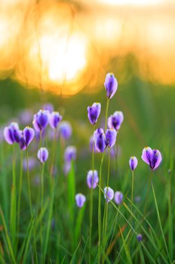 Burmania coelestris D.Don çiçek