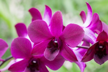 doğa çiftlik orkide çiçek