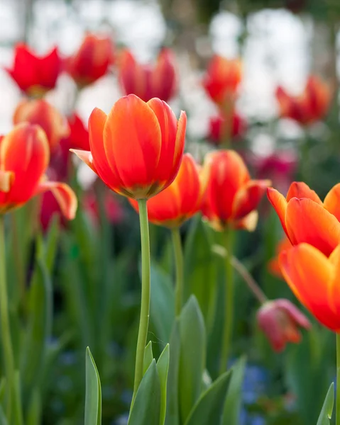 Red tulips — Stock Photo, Image