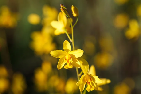 Дикие орхидеи в природе, Spathoglottis lobbii Lindl flowe — стоковое фото