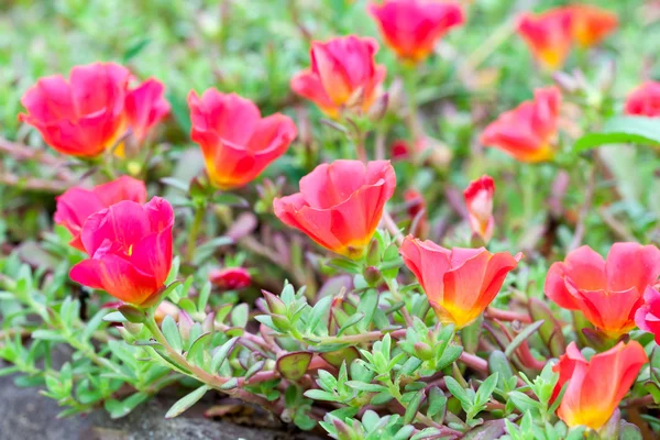 Common Purslane flower — Stock Photo, Image