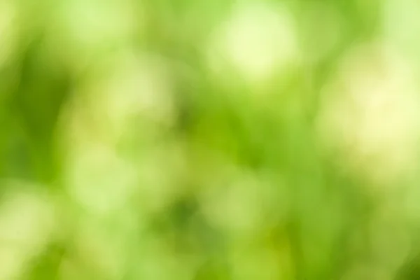 Natuurlijke groene bokeh achtergrond — Stockfoto