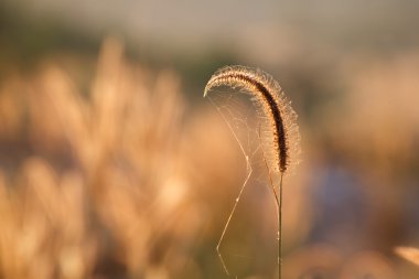 Güneş, yakın çekim seçici odak altında foxtails çimen