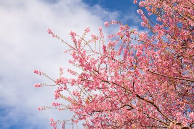 Pembe sakura çiçekleri ile şube.