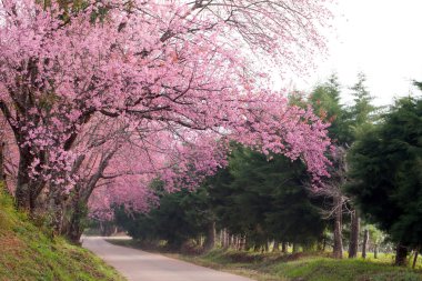 pembe sakura çiçekleri Road Tayland