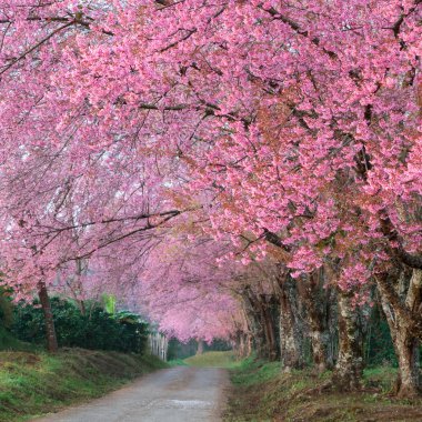 pembe sakura çiçekleri Road Tayland
