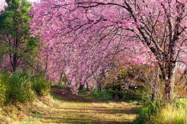 pembe sakura çiçekleri toprak yol Tayland tarihinde