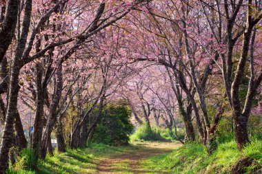 pembe sakura çiçekleri toprak yol Tayland tarihinde