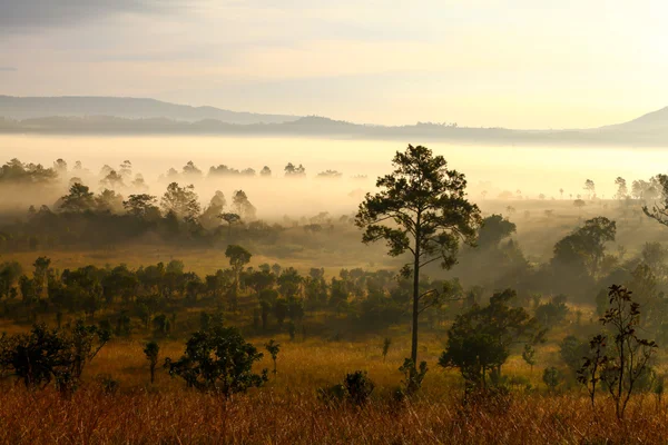 Nebliger morgendlicher Sonnenaufgang in den Bergen am Thung Salang Luang National — Stockfoto