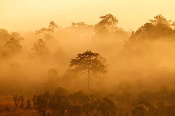Nebliger morgendlicher Sonnenaufgang in den Bergen am Thung Salang Luang National — Stockfoto