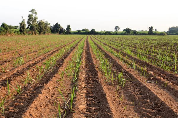 Campo de caña de azúcar joven — Foto de Stock