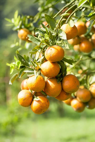 Orange träd — Stockfoto