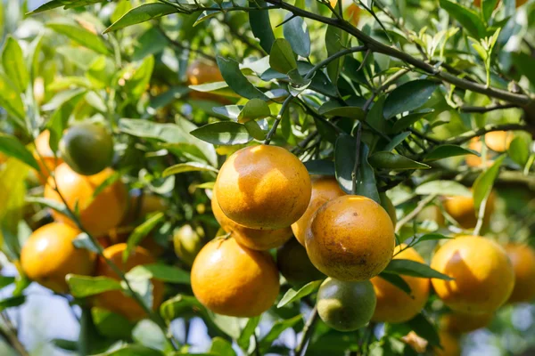 Orangenbaum — Stockfoto