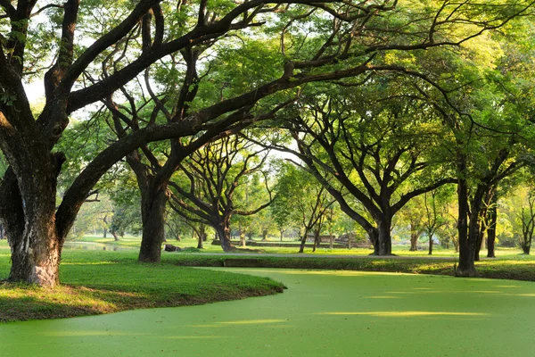 Samanea saman, Big rain tree — Stock Photo, Image