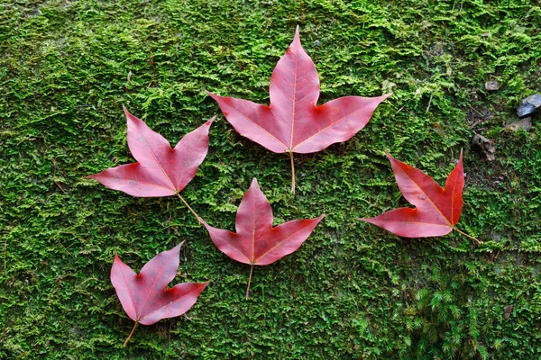 石のコケを紅葉します。 — ストック写真