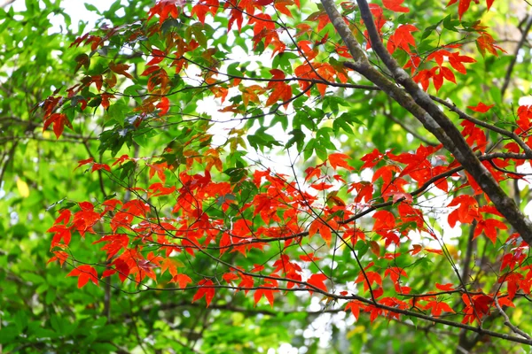 Sonbaharda kırmızı akçaağaç yaprağı — Stok fotoğraf