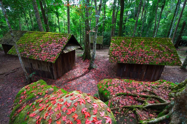 Red maple leaf wit Political and Military School at Phu hin Rong — Stock Photo, Image