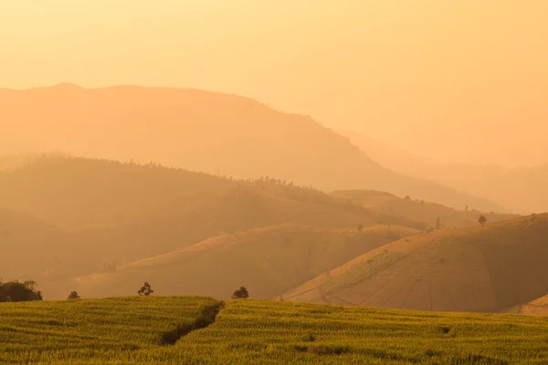 Terrain de riz vert en terrasses au coucher du soleil au Ban Pa Bong Peay en C — Photo