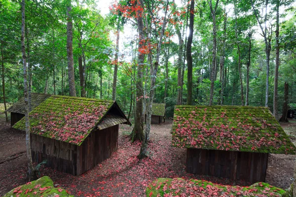 Red maple leaf with Political and Military School at Phu Hin Ron — Stock Photo, Image