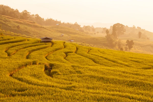 Green Terraced Rice Field durante el atardecer en Ban Pa Bong Peay en C —  Fotos de Stock