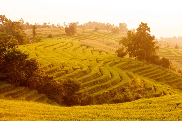 Green Terraced Rice Field during sunset at Ban Pa Bong Peay in C — Stock Photo, Image