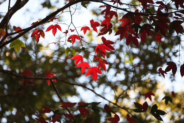 가을의 붉은 단풍나무 잎 — 스톡 사진