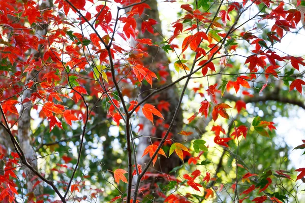 가을의 붉은 단풍나무 잎 — 스톡 사진