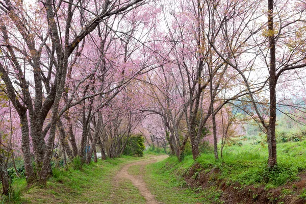 タイの未舗装の道路上にピンクの桜 — ストック写真