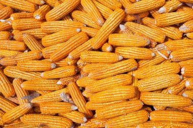 kurutulmuş Mısır arka plan