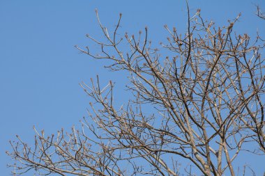 çıplak gövdeleri ve dalları ile ağaç dal