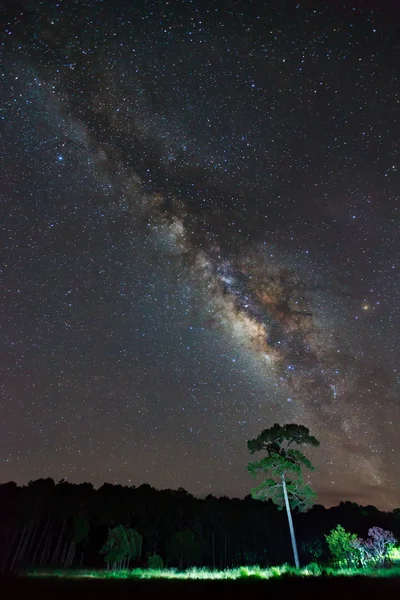 Silueta de árbol y Vía Láctea Parque Nacional Phu Hin Rong Kla , — Foto de Stock
