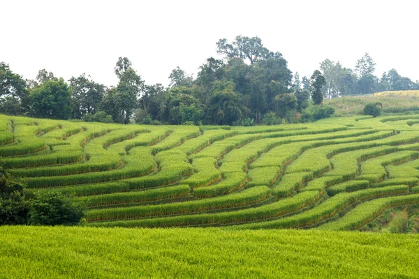 Zöld teraszos rizs mező: Ban Pa Bong Peay, Chiangmai, Thai — Stock Fotó