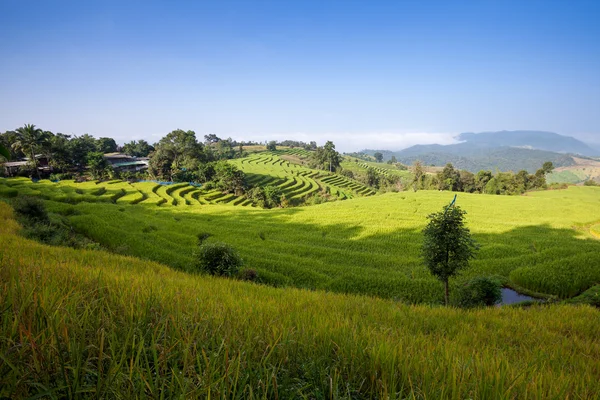 Green Terraced Rice Field at Ban Pa Bong Peay in Chiangmai, Thai — Stock Photo, Image