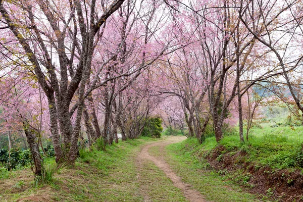 Pembe sakura çiçekleri toprak yol Tayland tarihinde — Stok fotoğraf