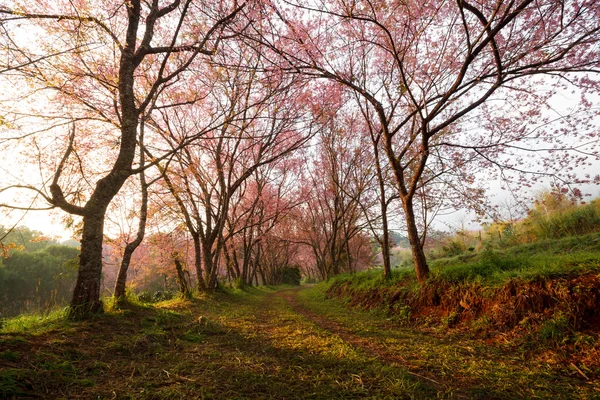 Amanecer por la mañana en flores de sakura rosa en el camino de tierra en chiangma — Foto de Stock
