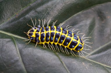 Caterpillars on leaves clipart