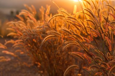 Güneş, yakın çekim seçici odak altında foxtails çimen