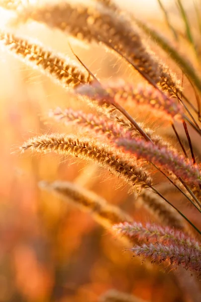 Фокуси трави під сонячним сяйвом, крупним планом вибірковий фокус — стокове фото