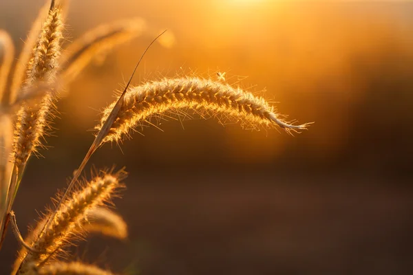 Foxtails hierba bajo el sol, enfoque selectivo de primer plano — Foto de Stock